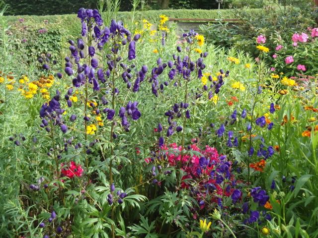 Perennials in August